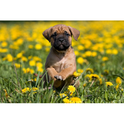 Dogo Canario Puppy In Yellow Dandelions - Wrapped Canvas Print