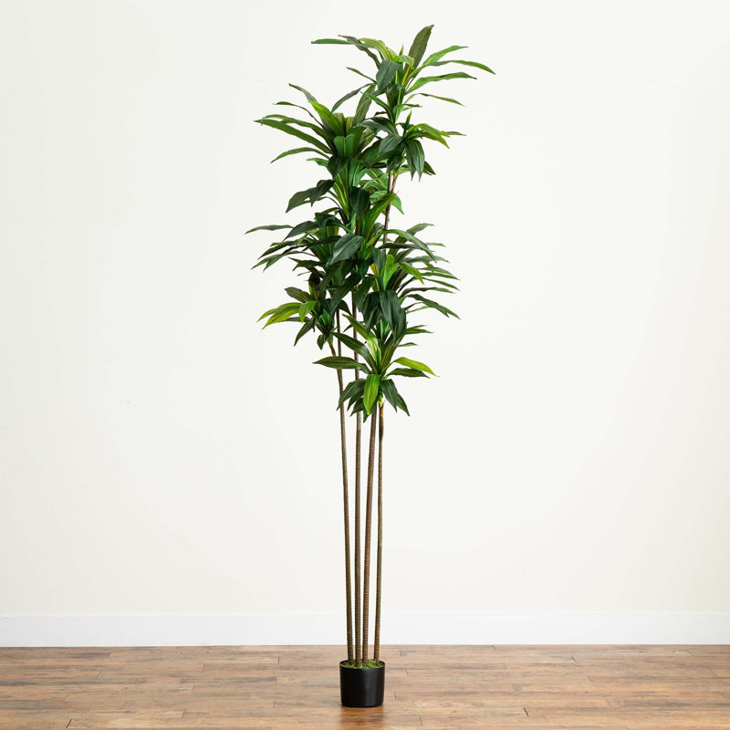 Arbre 96 po Dracaena