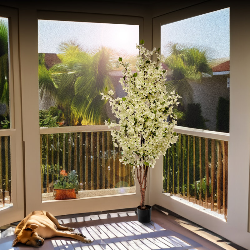 Bougainvilliers 6 pi, Blanc