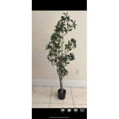 Japanese Pieris Tree