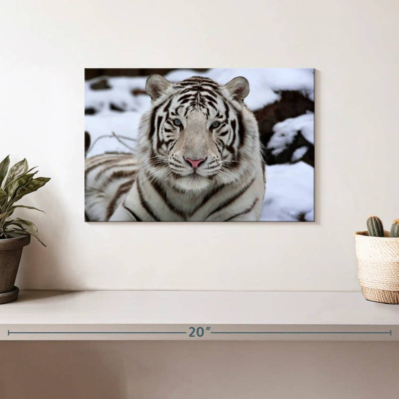 Glacieux tigre blanc Brampt, H 8 po x l 12 po
