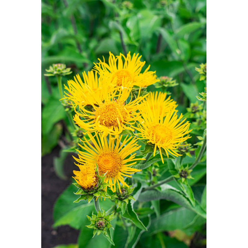 Panzino Elecampane Flowers, Inula Helenium par Martin Leber - Photographie sur toile tendue, H 18 po x l 12 po