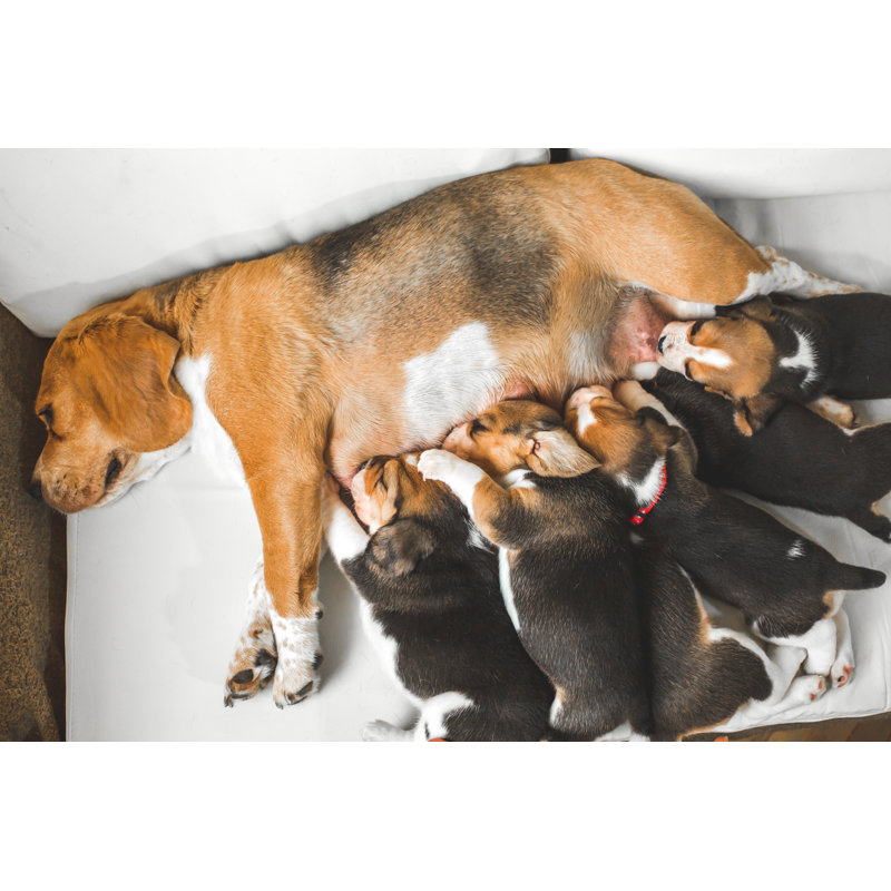 Mignons chiots par Constantinis, H 8 po x l 12 po
