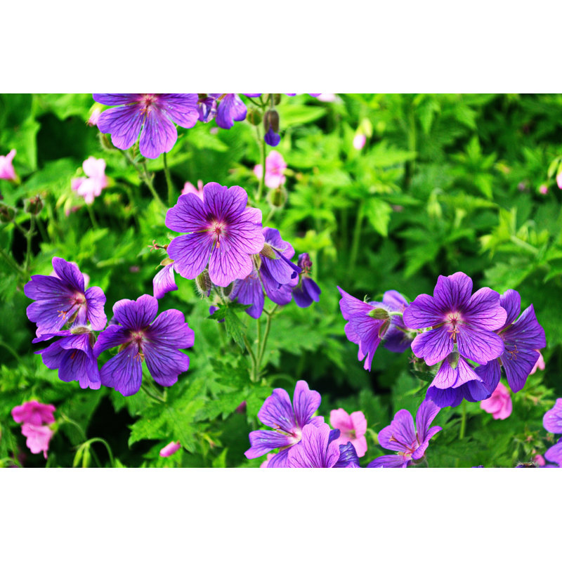 Purple Geranium by Beemer9 - Wrapped Canvas Print, 51cm H x 76cm W