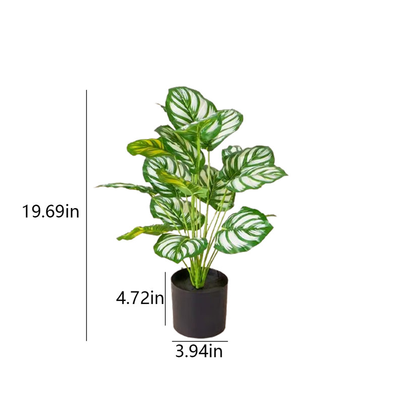 19,69 plante