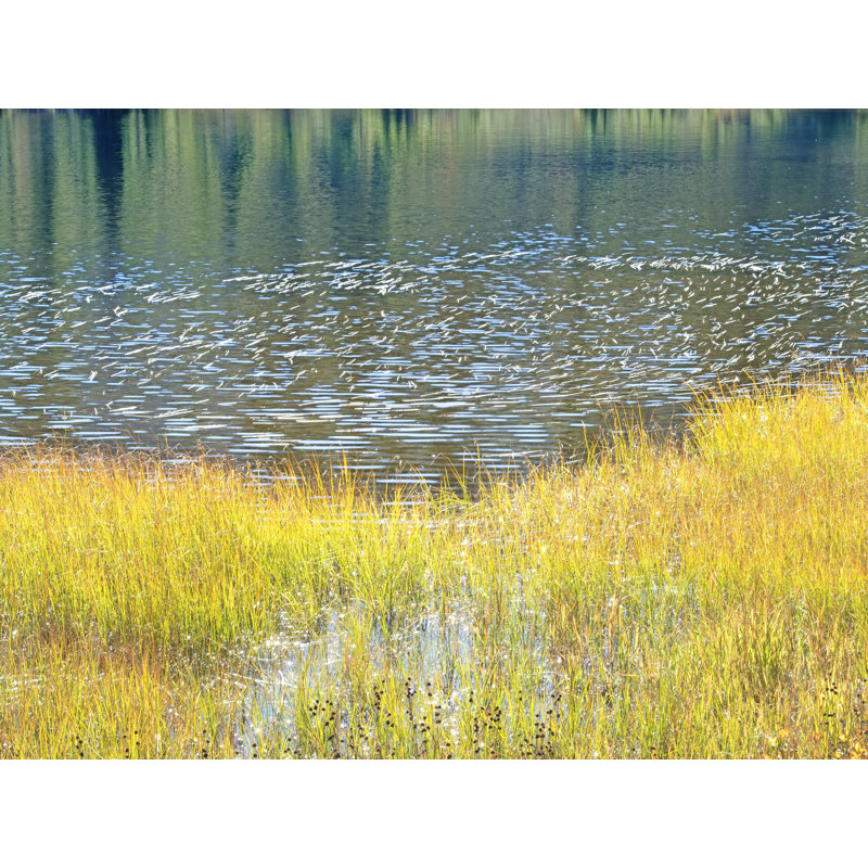 Étang et roseaux au soleil par Bruce Heinemann - photographie, Toile avec cadre noir, H 24 po x l 32 po