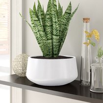 https://assets.wfcdn.com/im/53631987/resize-h210-w210%5Ecompr-r85/1247/124776931/Janusz+Handmade+Ceramic+Pot+Planter.jpg