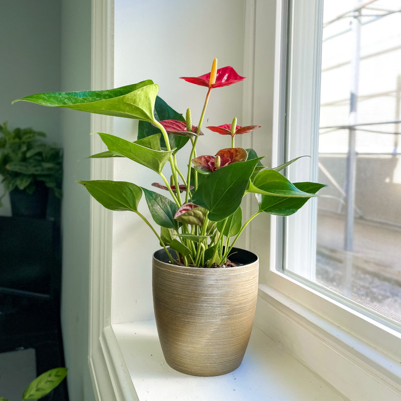Live Anthurium Plant in Gold Pot
