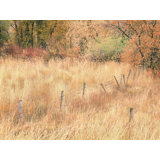 Swan Valley Autumn Portrait #7 Print by Bruce Heinemann