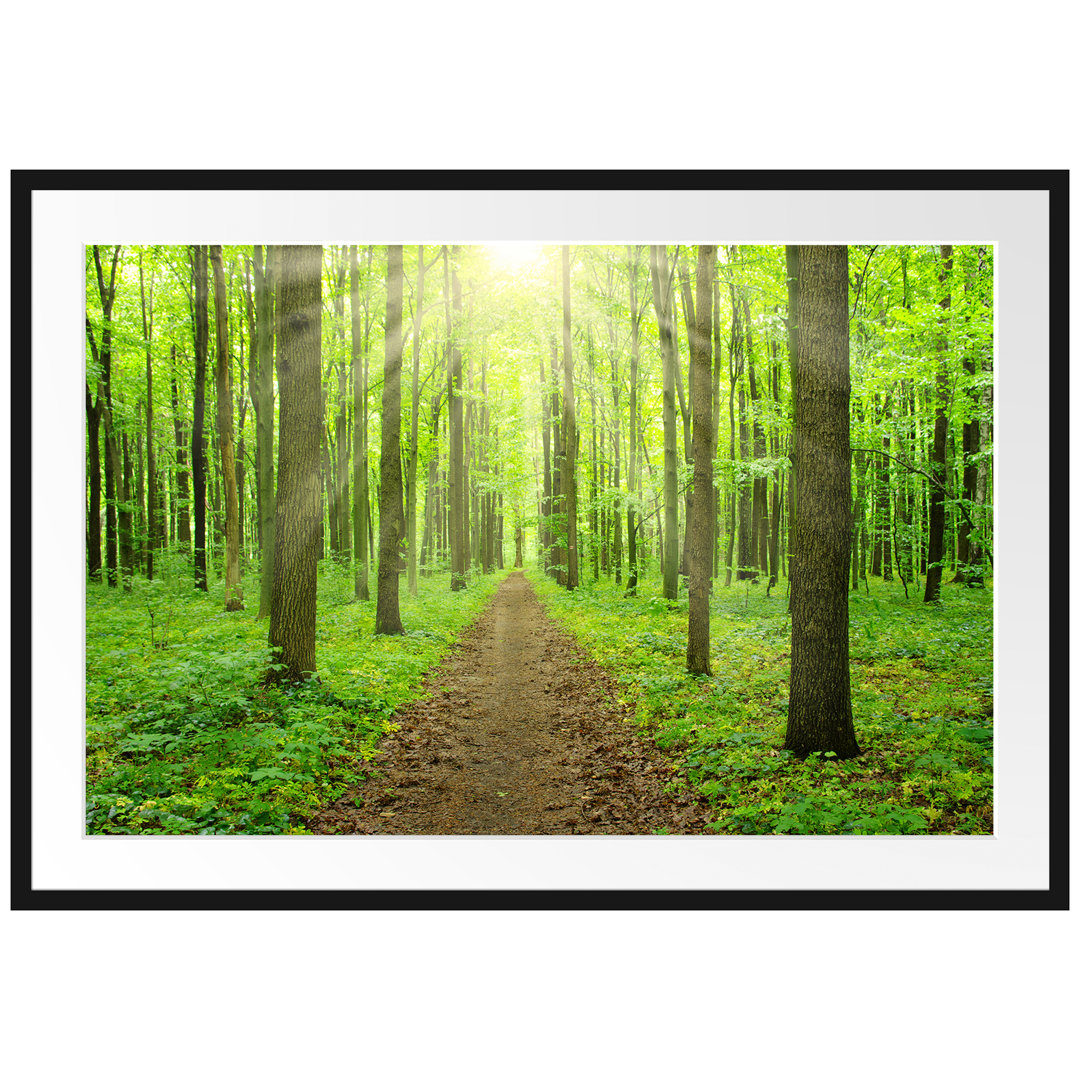 Gerahmtes Poster Sonne im Wald