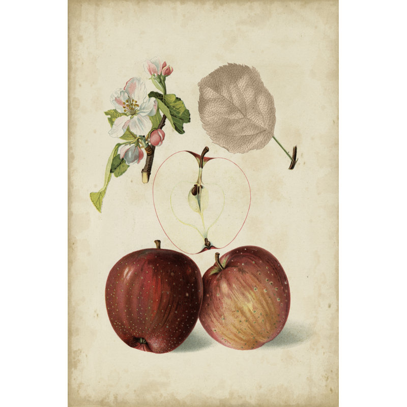 Harvest Apples I by Heinrich Pfeiffer - Painting on Canvas, 122cm H x 81cm W, Wrapped Canvas
