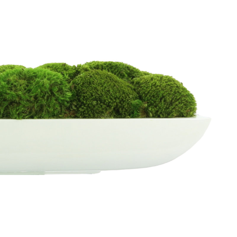 Arrangement de mousse préservée Corder dans un pot de fleurs oblong, H 7 po x l 25 po x P 7 po