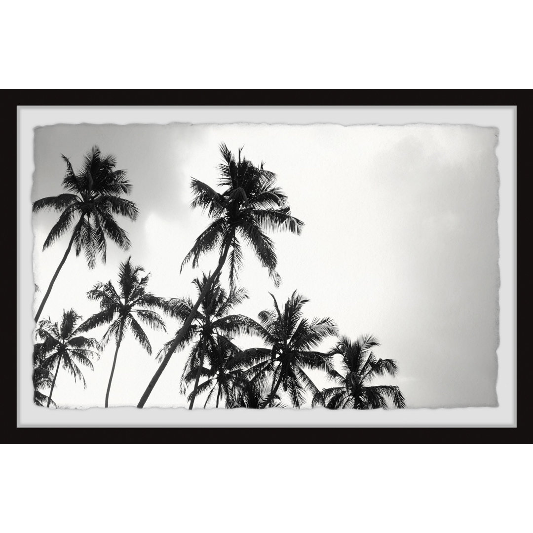 " Black And White Palms " by Marmont Hill East Urban Home