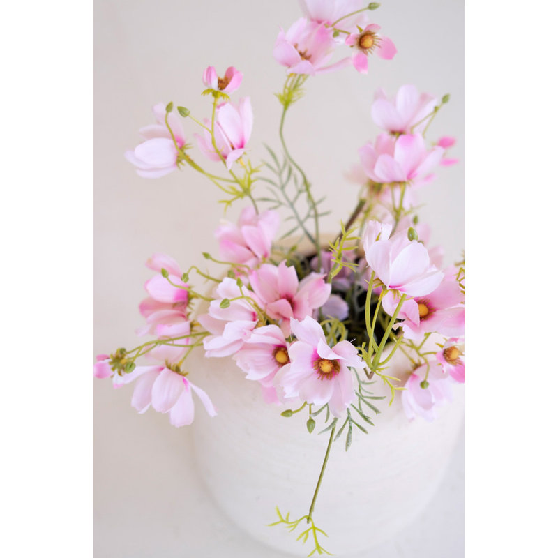 Cosmos Kalalou - ROSE - 22 po de hauteur, ensemble de 6, Rose