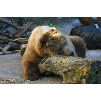 Bear Bear - Photographie sur toile tendue