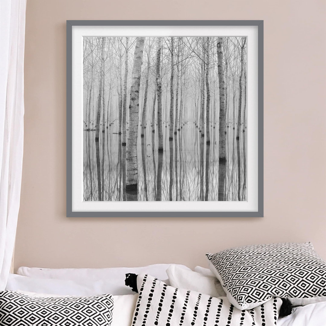 Gerahmtes Poster Birch Trees in November