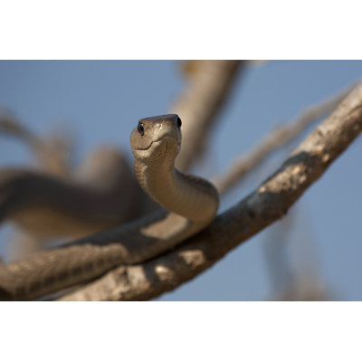 Snake ( Black Mamba)