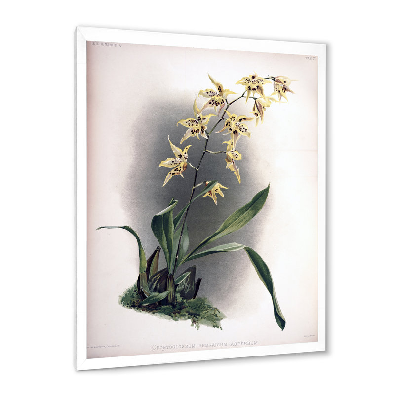 Fleur d'orchidée rétro - peinture sur toile, H 32 po x l 24 po x P 1 po, Cadre photo blanc