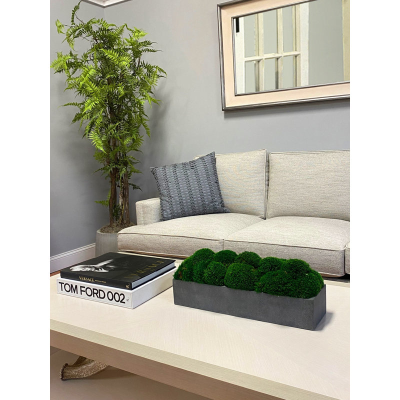 Nature's Nostalgia Moss Plant in Fiberstone Planter, Gray, 8'' H x 19'' W x 8'' D