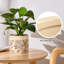 Ceramic Pot Planter