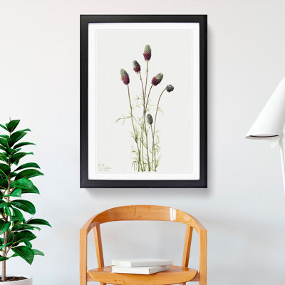 Purple Prairieclover by Mary Vaux Walcott - Framed Print