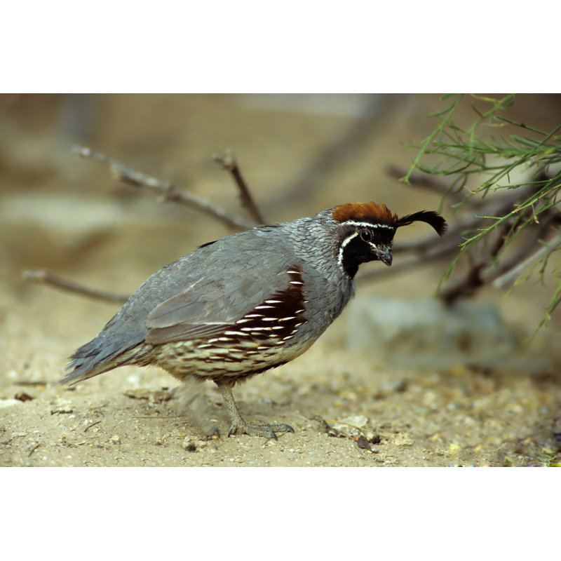 Gambel's Quail Looking For Food by Cay-Uwe - No Frame Print on Canvas, 51cm H x 76cm W
