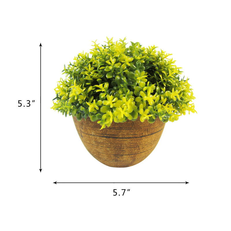 Plante grasse dans un panier, Jaune