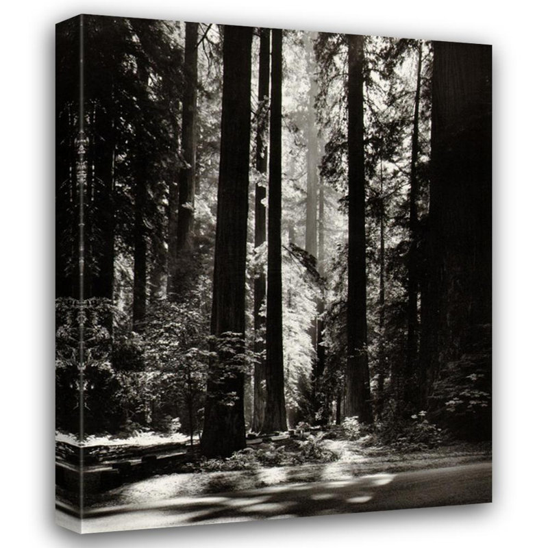 Redwoods, Founder's Grove, 24" H x 19" W