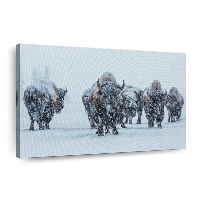 Bison and Buffalo Bison In Yellowstone National Park sur impression sur toile, H 24 po x l 36 po x P 1,25 po