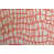 Corail