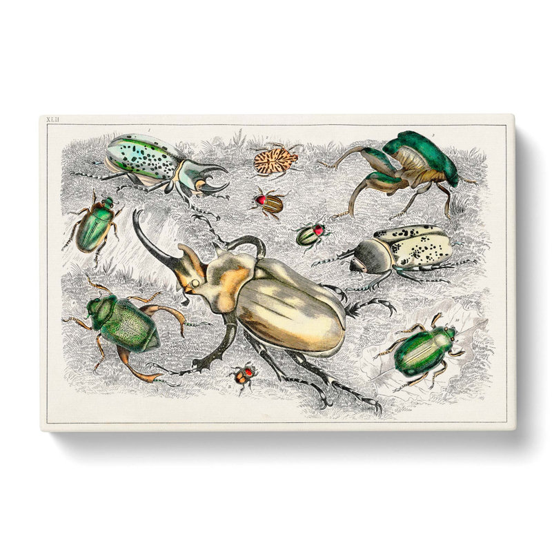 Assortment of Beetles XLII by Oliver Goldsmith - Wrapped Canvas Painting Pint - Wrapped Canvas, 50cm H x 76cm W x 3cm D