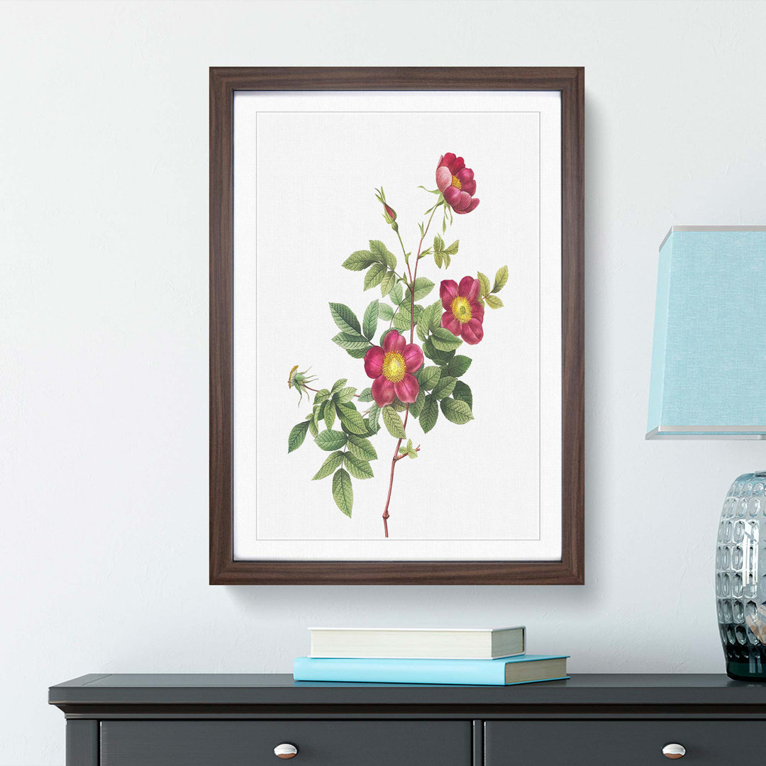 Common Alpine Rose in Pink by Pierre-Joseph Redoute - Picture Frame Painting