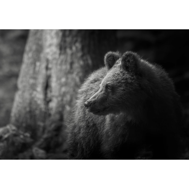 Wrapped Canvas Print, 81.28 cm H x 121.92 cm W