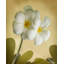 «Red Barrel Studio®» par Geyman, galerie d'art sur toile tendue «Oriental Plumeria I»-825863375
