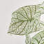 Caladium Spiller Stem