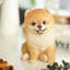 Pomeranian | Handpainted Decorative Puppy Statue for Home & Garden Decor | Premium Polyresin Dog Statue | Gift for Dog Lovers | Weather-Resistant Indoor/Outdoor Decor-1448914475