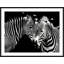 Zebra Duo Print by Mat Sanders