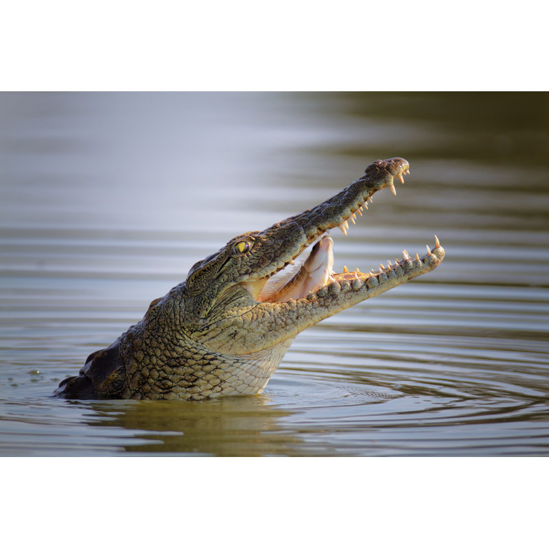 Nile Crocodile Swallowing Fish - Wrapped Canvas Print, 30cm H x 46cm W x 3.8cm D