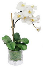 Phalaenopsis In Glass Vase