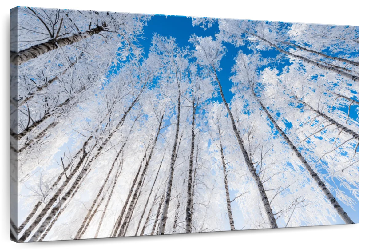 Millwood Pines Alvord Wintry Birch Forest - Wayfair Canada