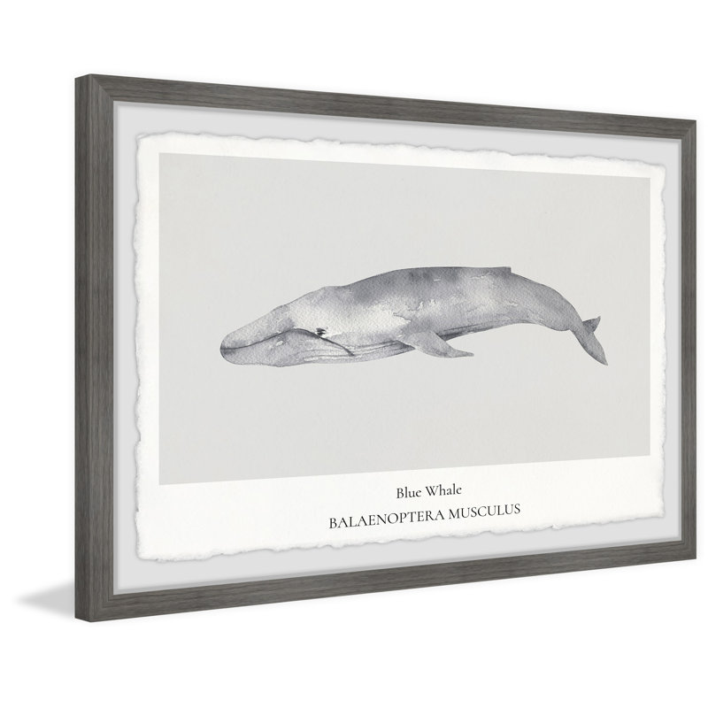 Balaenoptera Musculus by Marmont Hill - Single Picture Frame Painting, 20cm H x 30cm W x 3.81cm D