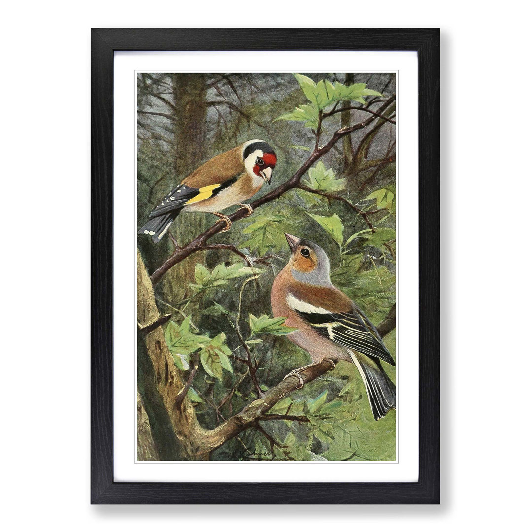Vintage Goldfinch and Chaffinch by Wilhelm Kuhnert - Framed Print