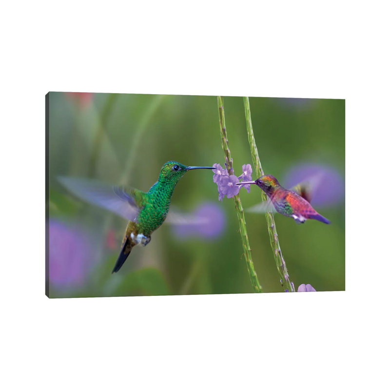 Copper-Rumped Hummingbird And Green-Throated Mango Feeding, Trinidad by Tim Fitzharris - Gallery-Wrapped Canvas Giclée on Canvas