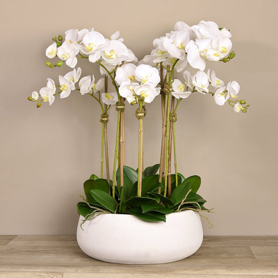 Orchid Arrangement in Vase