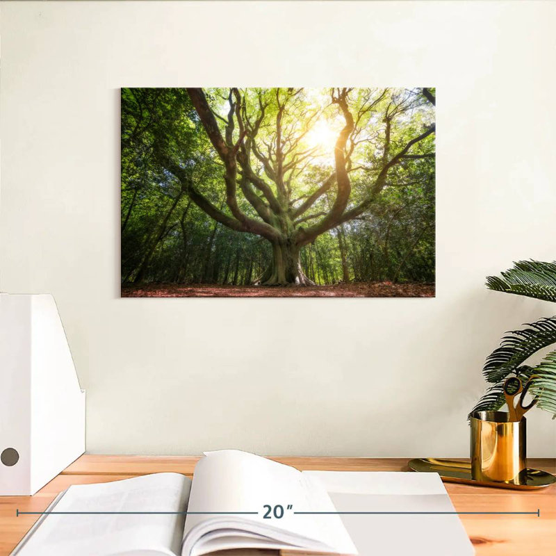 Grand vieux hêtre Harnek Broceliande, H 8 po x l 12 po