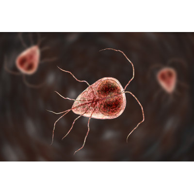 " Giardia Intestinalis Protozoan " by Dr_Microbe