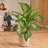Costa Farms Indoor Diffenbachia House Plant in 10-inch Décor Pot