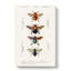 Flying Insect Illustrations PL. 1 by Charles D Orbigny - Wrapped Canvas-55363782
