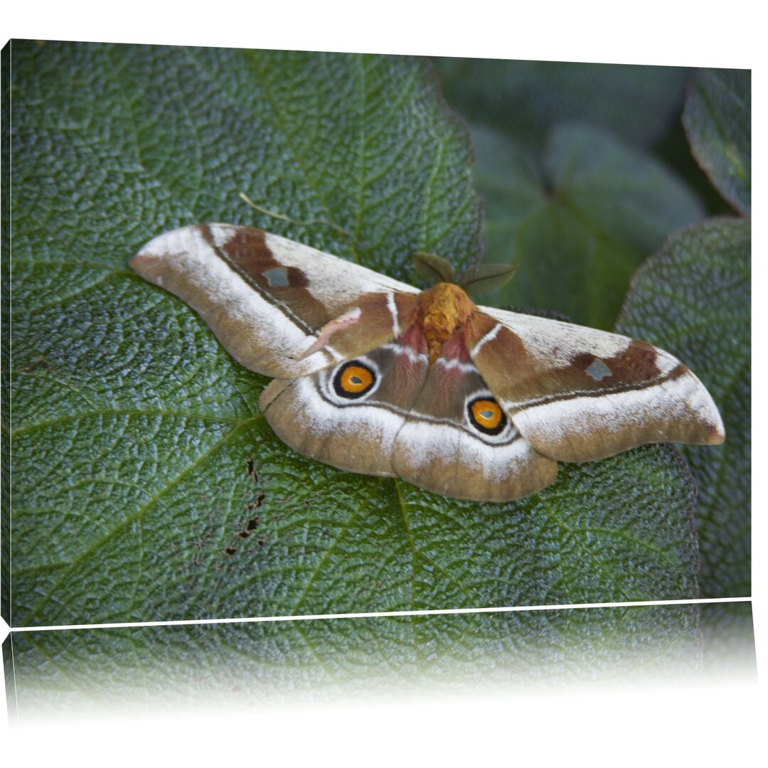 Leinwandbild Schmetterling auf Blatt