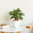 2-Pack Smart Self-watering Planter Pot-1234571720
